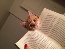 Funny cats 6