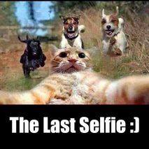 Cat selfie